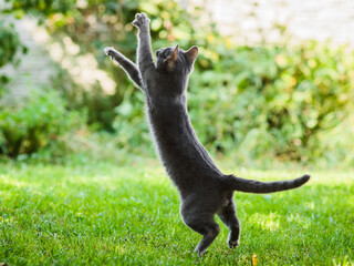 russian blue cat flying high in jump, hunting chasing birds
