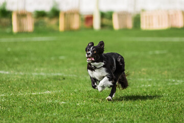 border collie ready to jump, flying disk dog sport competition