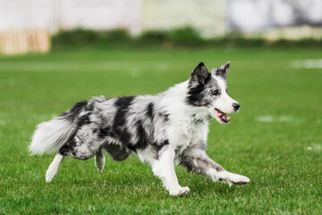 border collie running open mouth, flying disk dog sport competition