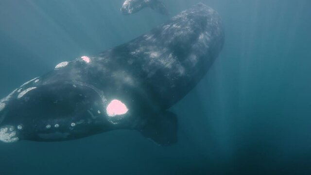 Southern Right Whale Calmly Swimming On The Blue Ocean With Rays Of Sunlight. - slow mo