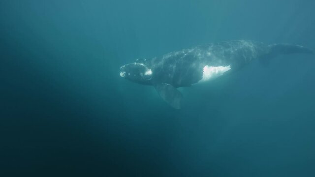 A Baby Southern Right Whale Swimming Freely Under The Bright Blue Sea In Patagonia, Argentina - underwater slowmo