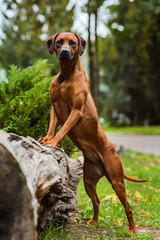 Adorable Rhodesian Ridgeback portrait in nature scene