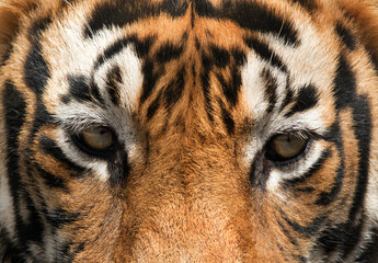 Closeview showing the eyes of Tiger at Ranthambore Tiger Reserve