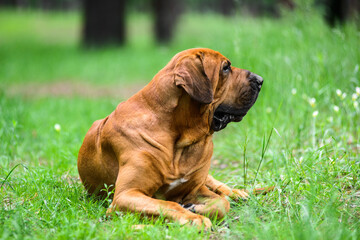 Fototapeta na wymiar Fila Brasileiro dog portrait, summer forest scene