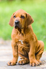 Adorable Fila Brasileiro puppy portrait