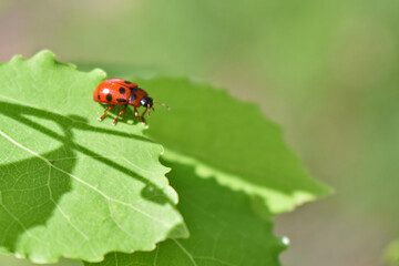 red ladybug on green grass