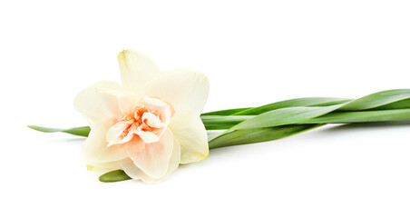 Obraz na płótnie Canvas Pink beautiful daffodil.