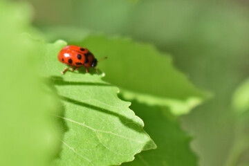 Fototapeta premium red ladybug on green grass