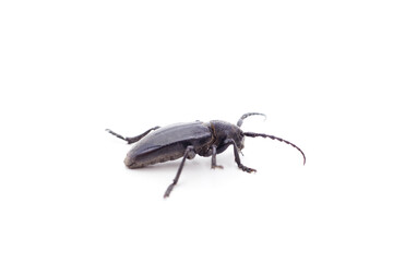 Brown deer beetle.