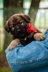 small dog - a puppy sits in the arms of a woman