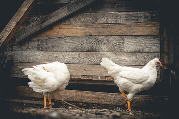 Hens and roosters on the farm