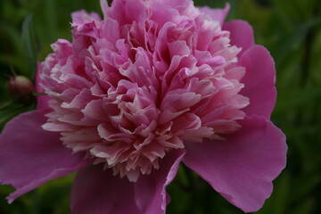 awesome pink peonies in the spring garden