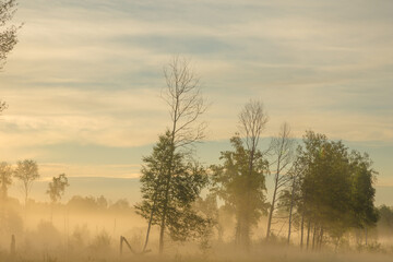 Obraz premium Sunrise in the foggy forest, Altai, Russia