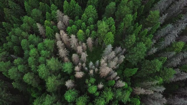Evergreen Coniferous Forest. Aerial Top View from Above