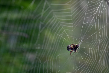 spider hanging on a web in the woods