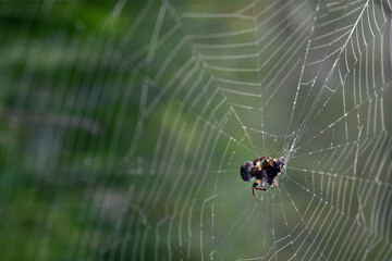 spider hanging on a web in the woods