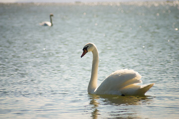 White swan in the Baltic Sea