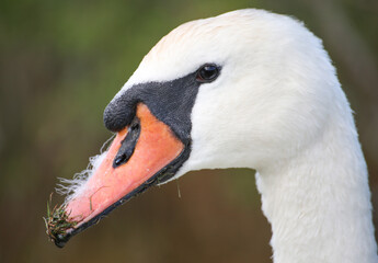 Fototapeta premium mute swan cygnus olor with grass and fluff on its beak