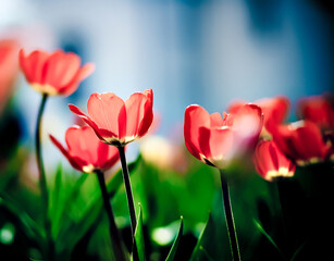 Tulips backlit