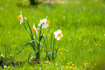 Daffodils in the botanic garden