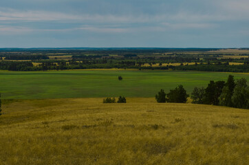 cows in the field