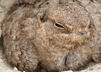 Closeview of Egyptian Nightjar, Bahrain