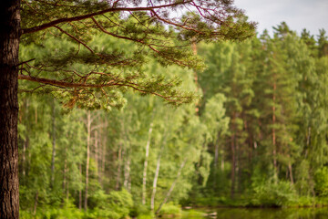 The trunk and branches of a pine