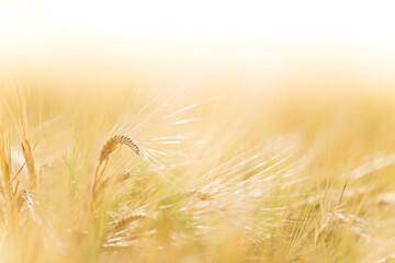 A wheat field, fresh crop of wheat, close-up.