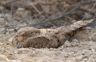 Egyptian Nightjar resting at daytime. Bahrain