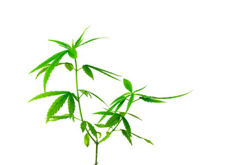 Selective focus cannabis, Close-up marijuana leaves, Cannabis seedlings with white background, Green hemp seedlings,Isolate Cannabis with clipping path