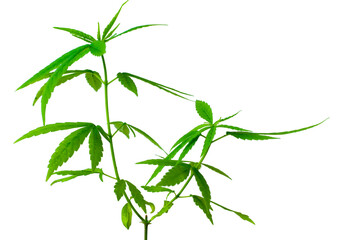 Selective focus cannabis, Close-up marijuana leaves, Cannabis seedlings with white background, Green hemp seedlings,Isolate Cannabis with clipping path