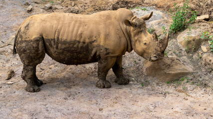 Obraz premium rhino in the zoo