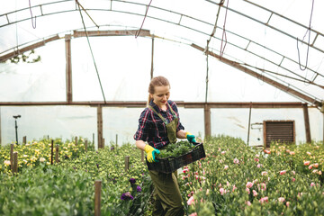 Beautiful  gardener woman holding plastic box  of flowers and  working on flowers in greenhouse. 