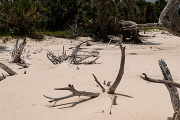 dead tree on the beach