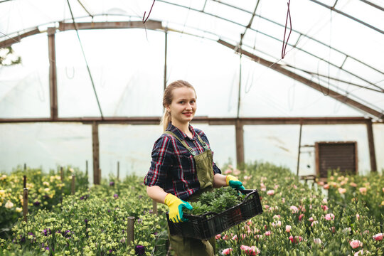 Beautiful gardener woman holding plastic box of flowers and working on flowers in greenhouse.