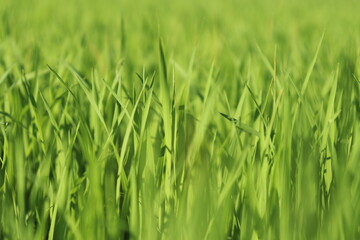 Close-up to young leaves, green rice