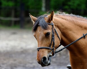 portrait of a horse © gelu