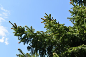 green spruce branches against the blue sky