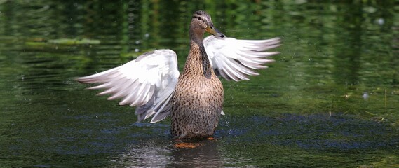 pelican in flight © gelu