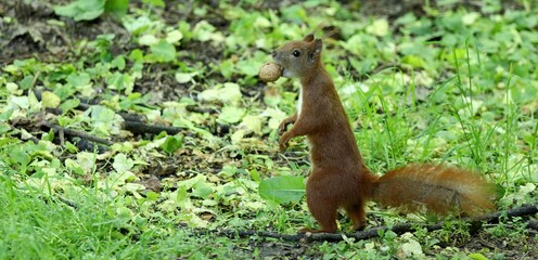 squirrel in the forest