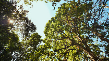 Oak tree in the forest surrounding the city of Munnar. India.