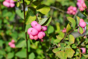 Clusters of ripe pink snowberries