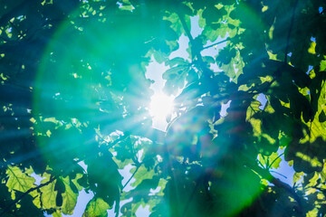 A ray of sunshine through the foliage