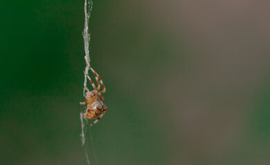 Araña en el jardín