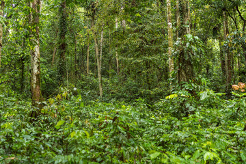 The Gunung Leuser National Park as part of the tropical Rainforest Heritage of Sumatra is a large, mostly mountainous region, billed as the largest wilderness area in Southeast Asia