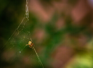 Araña en el jardín
