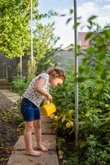 A little helper in the garden watering raspberry bushes with a yellow watering can at sunset