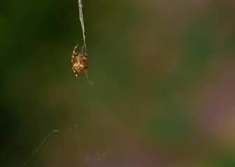 Araña en el jardín