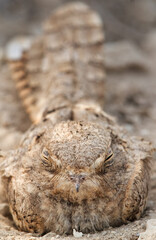Egyptian Nightjar sleeping, Bahrain