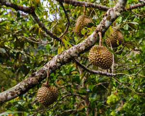 Few fresh Durian on tree in moist orchard